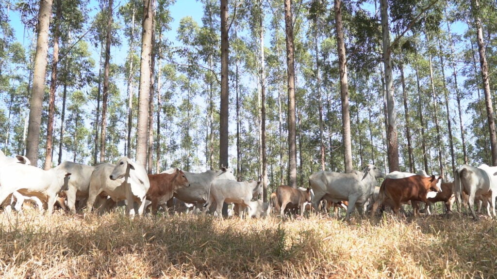 Fazenda sustentável mineira triplicou faturamento com  sistemas de ILPF