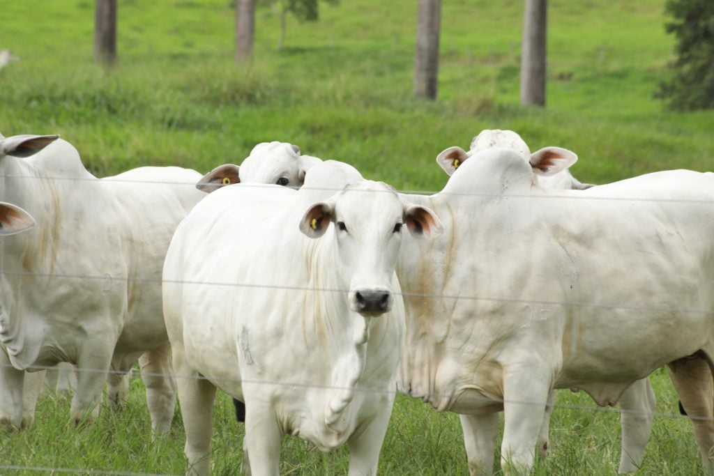 Produção turbinada: pecuarista aumenta produtividade e renda ao rotacionar pasto e lavoura