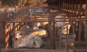 Aditivo de tanino reduz emissão de gases no efeito estufa