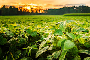 Bioinsumo  contribui para dar salto na produtividade agrícola