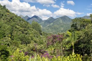 Mercado para crédito de carbono deve ser ampliado pelo agro, aponta debate promovido pelo Planeta Campo