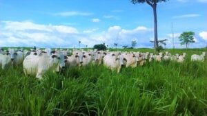 Fazenda em Mato Grosso usa técnica para mitigar emissões de gases do efeito estufa