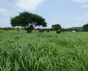 Brasil busca financiamento para recuperação de pastagens degradadas