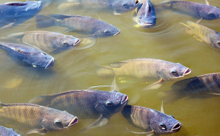 Cidades gaúchas constroem viveiros sustentáveis para produção de peixes