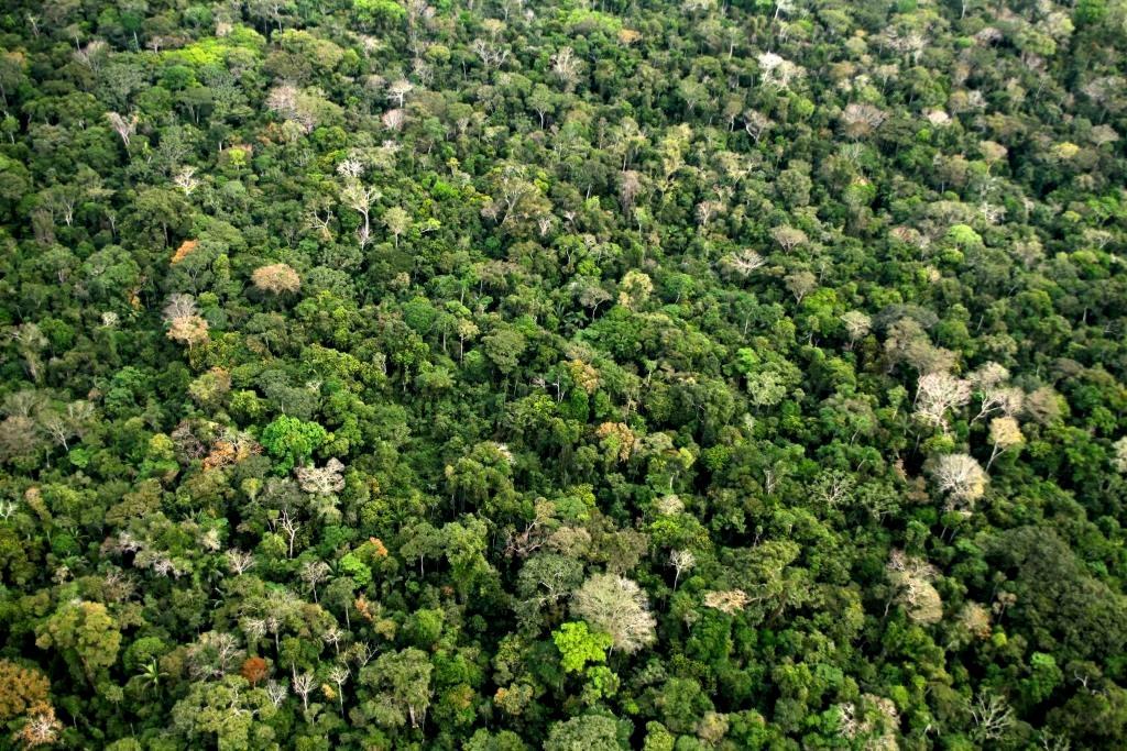 Dia Internacional das Florestas: Mapa lança ações para o desenvolvimento de florestas plantadas no Brasil