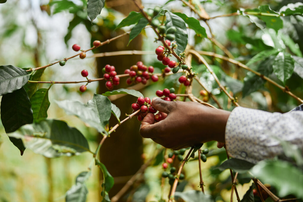 Mapa define linha de crédito para cafeicultores