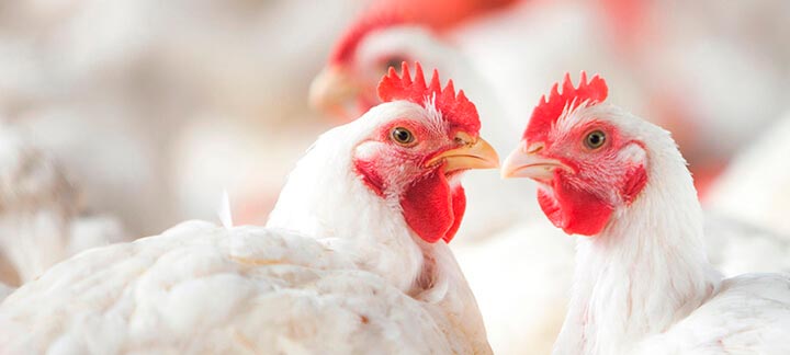 JBS está com 1.000 vagas abertas no Rio Grande do Sul e vai duplicar produção em fábrica de frangos em parceria com cooperativa