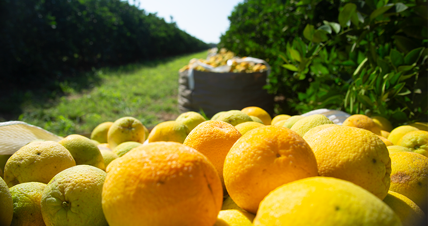 Estresse hídrico e seca ‘azedam’ a produção de laranja no cinturão citrícola do Brasil