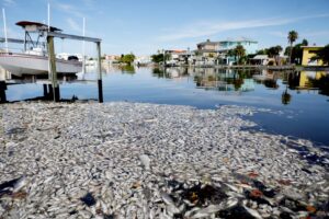 Aquecimento global tem diminuído os níveis de oxigênio dos oceanos