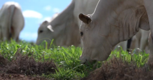 Projeto da EPAMIG vai medir índices de carbono e água em sistemas integrados de produção