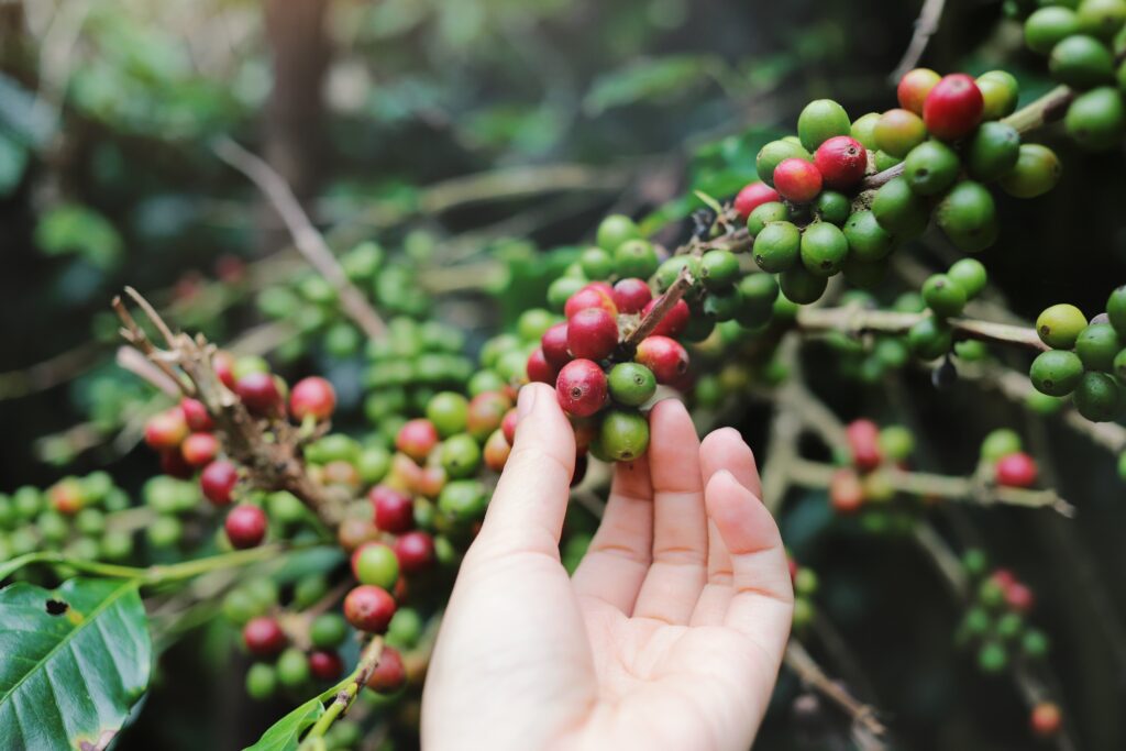 Brasil faz 1º embarque de café carbono neutro, produtor recebe prêmio em dobro