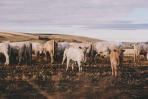 COP 26: Brasil já desenvolve técnicas para reduzir emissão de metano na pecuária