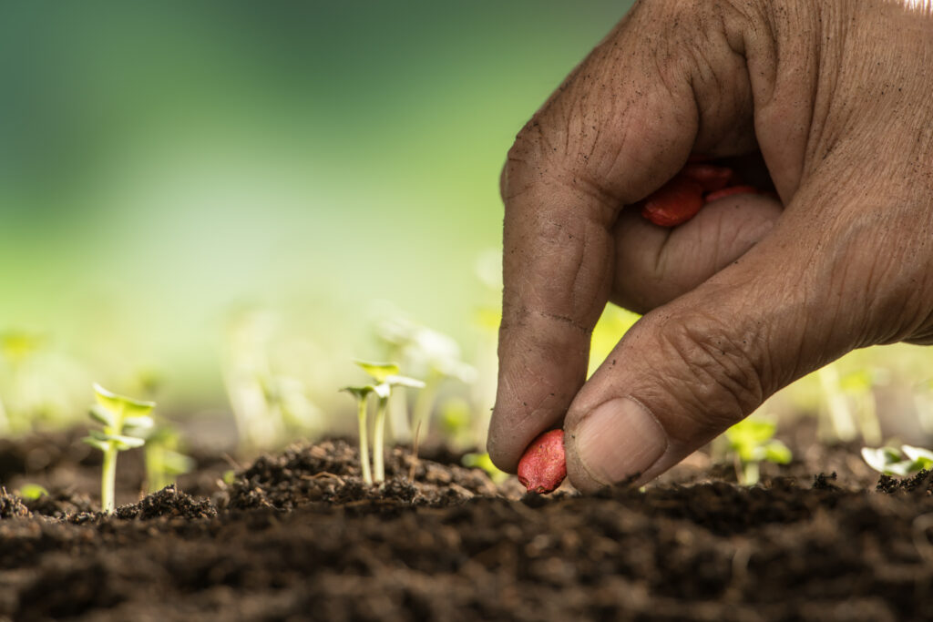 Sementes adaptadas podem auxiliar na produtividade e sustentabilidade