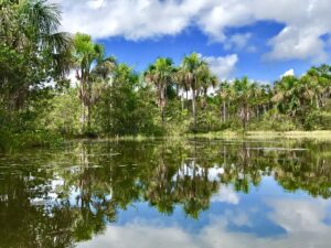 Ministros falam sobre ações para combater desmatamento na Amazônia