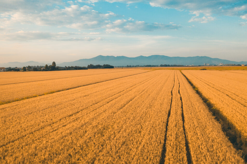 Banrisul, CCGL e Embrapa Trigo anunciam medidas para qualificar setor agrícola