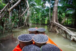 Mapa promove debate sobre plano para desenvolvimento sustentável da Amazônia Legal