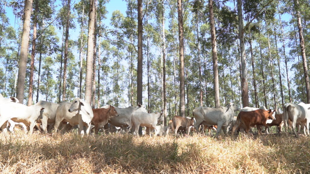 Sistema ILPF pode ser alternativa para a recuperação e  produtividade de pasto