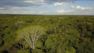 Projeto vai auxiliar a gerar dados para identificação de madeira de desmatamento na Amazônia