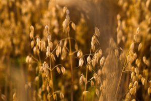 Zoneamento agrícola identifica os principais riscos climáticos para o cultivo da aveia