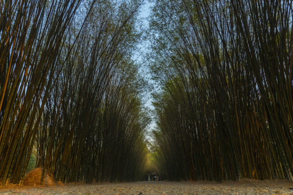 Bamboo Forest 2021 09 01 10 52 37 Utc | Planeta Campo