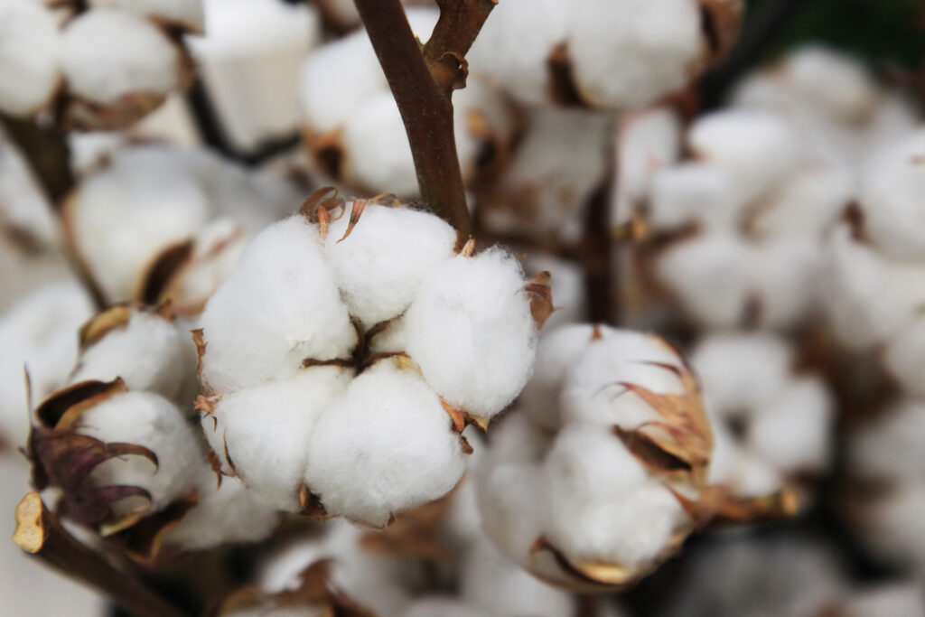 Boxes Of Cotton On Bushes 2021 08 26 15 33 16 Utc | Planeta Campo