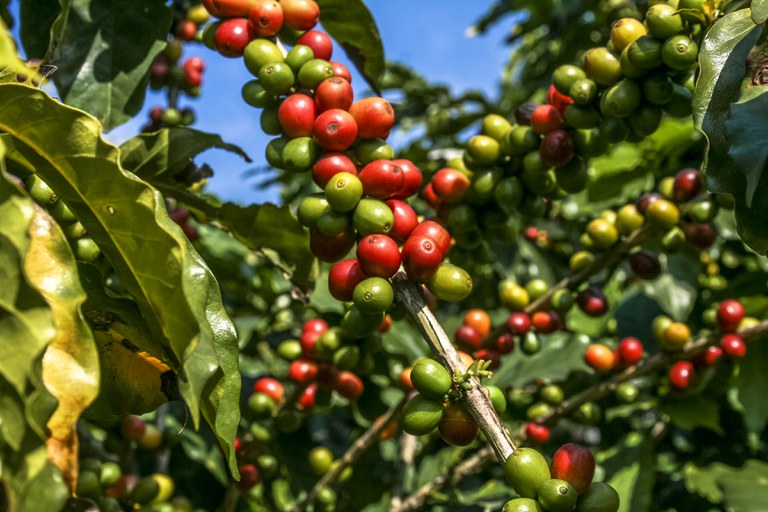 Mapa e entidades desenvolvem projeto para promover práticas sustentáveis na cafeicultura brasileira