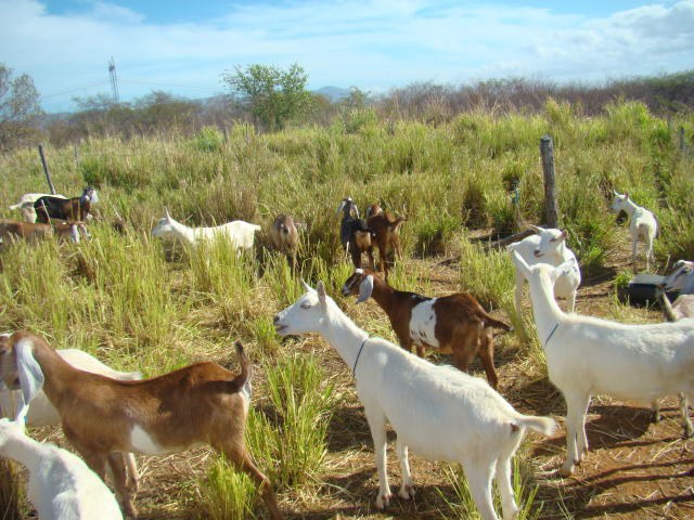 Agricultura brasileira terá US$ 1,2 bi do BID para projetos de sustentabilidade