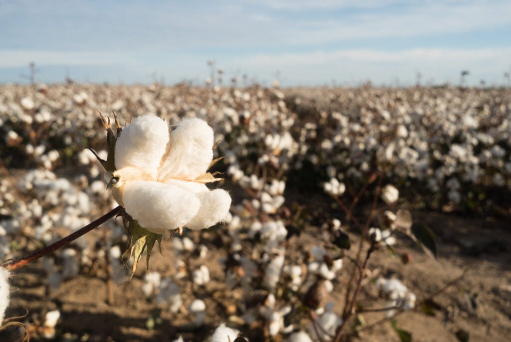 Cotton Boll Farm Field Texas Agriculture Cash Crop 2021 08 26 22 38 04 Utc | Planeta Campo