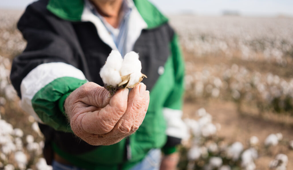 Farmer S Weathered Hands Hold Cotton Boll Checking 2021 08 26 22 38 05 Utc | Planeta Campo