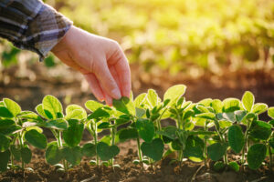 Bioinsumos e tecnologia aumentam produtividade no cultivo da soja