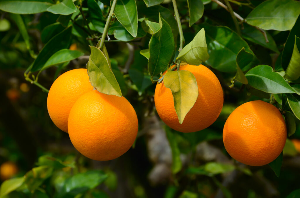 Oranges On A Tree 2021 08 26 17 24 41 Utc | Planeta Campo