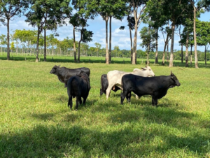 Aplicativo rastreia origem e condições da carne produzida no Brasil