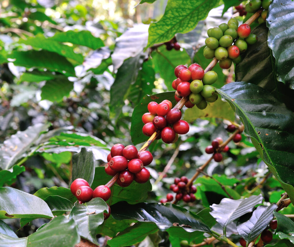 Red Coffee Beans On Coffee Tree 2021 09 03 19 03 58 Utc | Planeta Campo