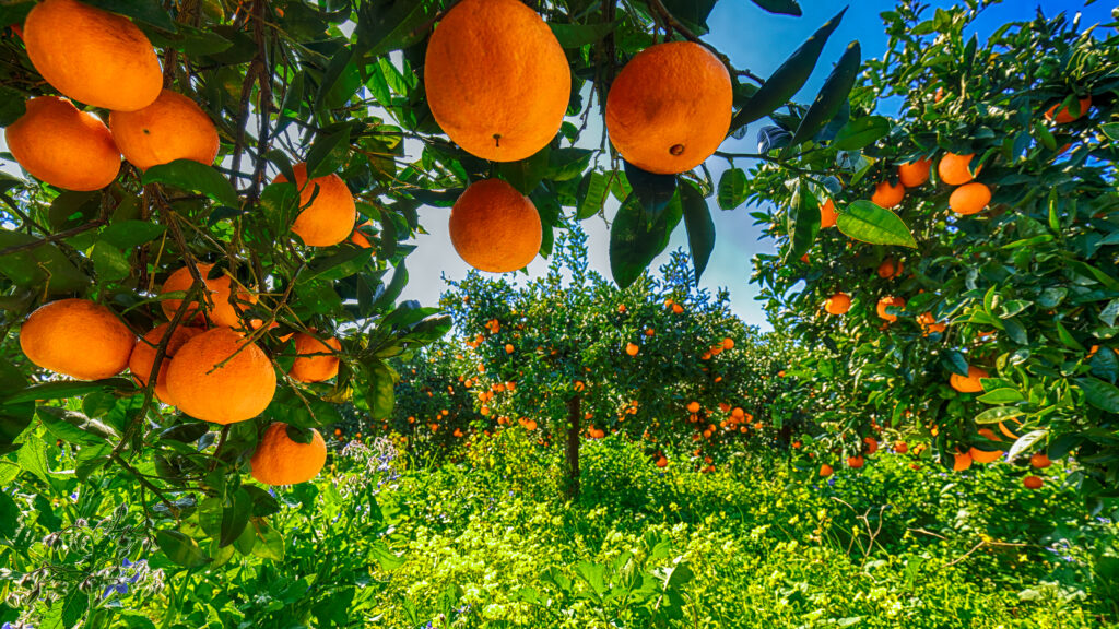 Ripe Oranges On Tree In Orange Garden 2021 08 29 23 34 55 Utc | Planeta Campo