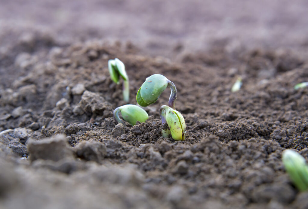 Soy Plant Sprouting 2021 08 30 02 13 40 Utc | Planeta Campo