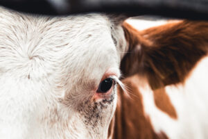 A importância do Bem-Estar Animal para a sustentabilidade