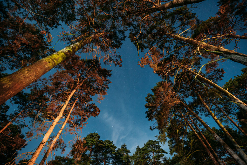 Crown Of Pine Trees Woods Under Night Starry Sky 2021 08 29 00 31 54 Utc | Planeta Campo