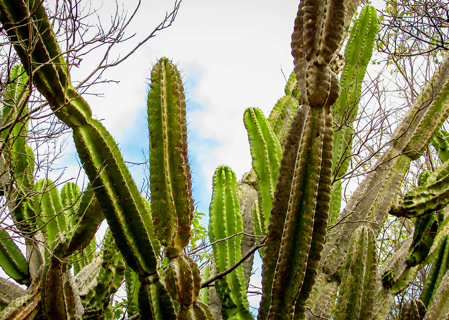 Bactéria encontrada no mandacaru vira bioproduto tolerante à seca em plantas