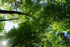 Cientistas analisam benefícios das árvores para o microclima da fazenda