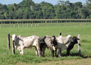 Embrapa: Mato Grosso amplia modelo ILP 136% em 6 anos