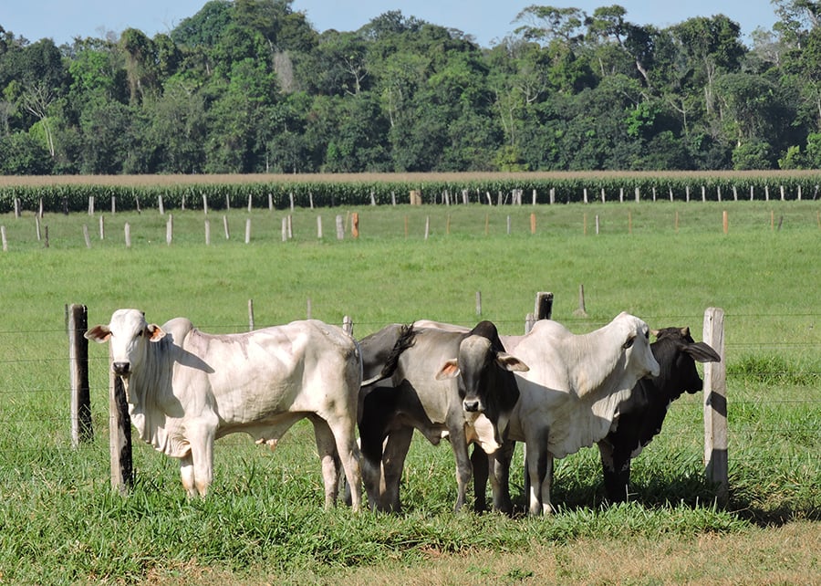 Mato Grosso increases crop-livestock integration area by 136% in 6 years