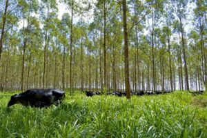 Fundo investirá US$ 100 mi para reduzir metano na pecuária das Américas