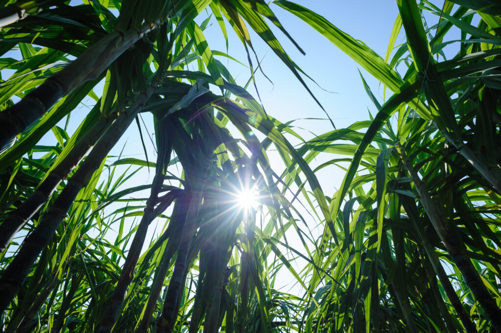 Sugarcane Plants Growing At Field 2021 12 09 22 02 40 Utc 1 | Planeta Campo