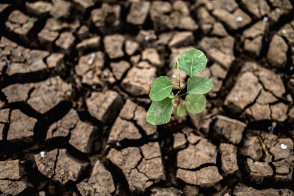 O La Niña está mais severo que o previsto?