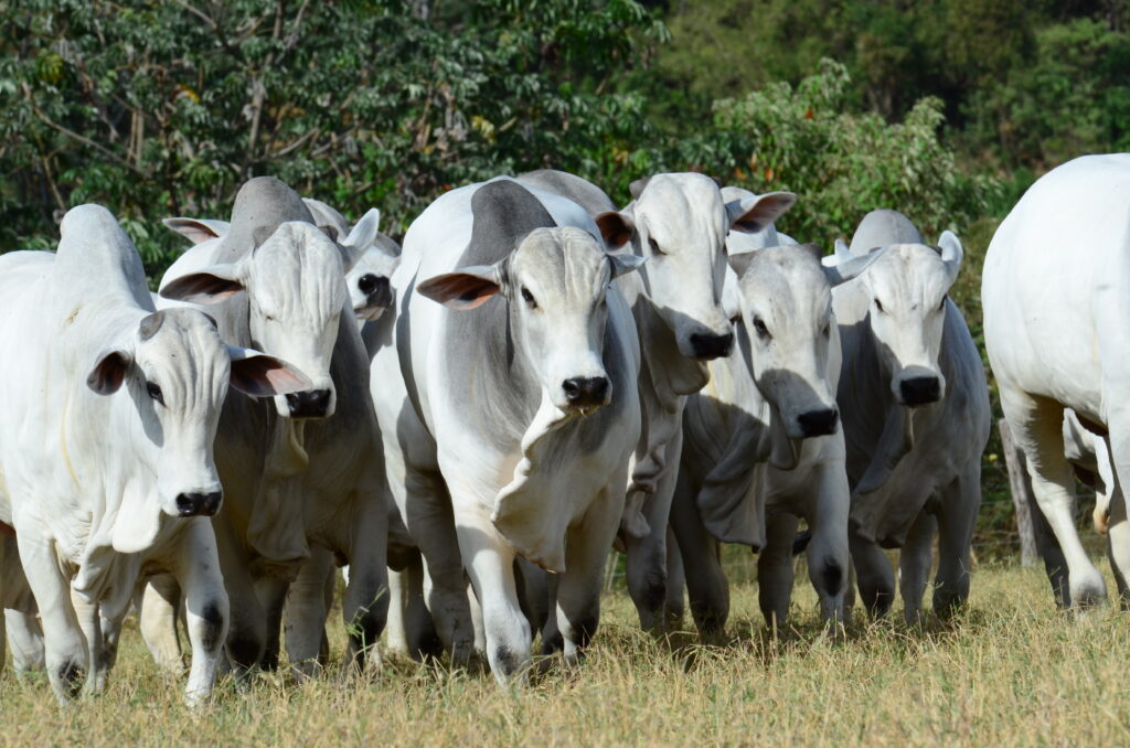 Embrapa vai comparar emissões da pecuária em diferentes sistemas de produção