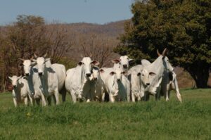 Dez mitos sobre pecuária e gases de efeito estufa