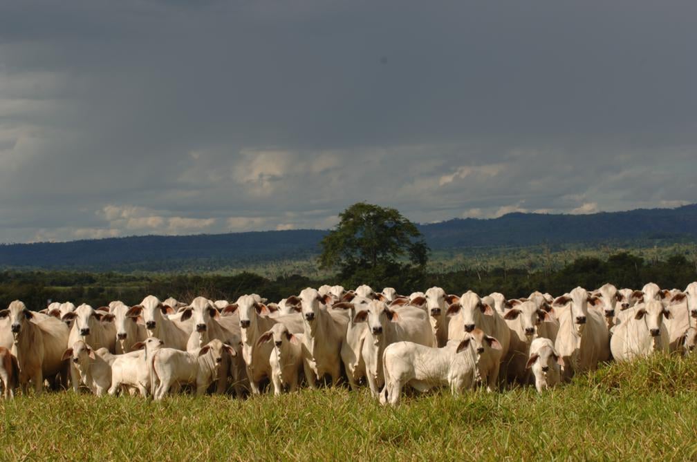 ILP aumenta faturamento de fazendas em R$ 32 milhões