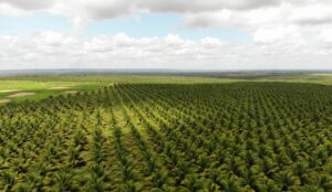 BNB premia produtores do AgroNordeste que se destacaram em 2021