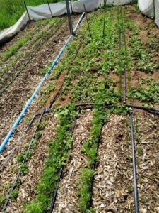 Cobertura do solo diminui a ocorrência de plantas espontâneas em cultivos consorciados