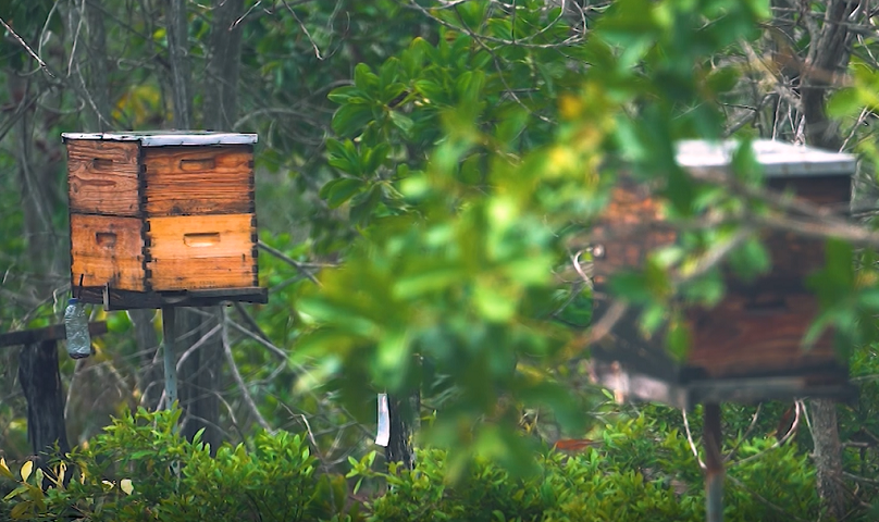 Caixa De Abelhas | Planeta Campo